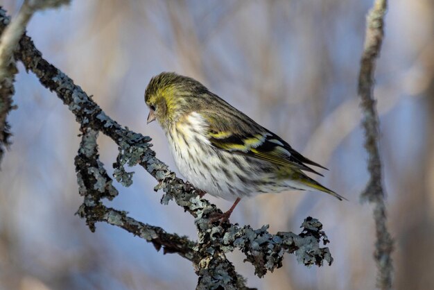 写真 枝 に 座っ て いる 鳥 の クローズアップ