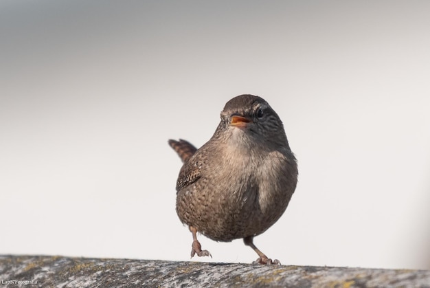 写真 晴れた空の前で壁に座っている鳥のクローズアップ