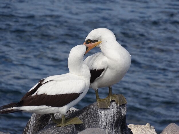 写真 水面に座っている鳥のクローズアップ