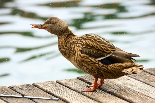 写真 水面に座っている鳥のクローズアップ