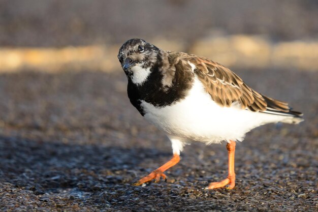 写真 湿った道路に座っている鳥のクローズアップ