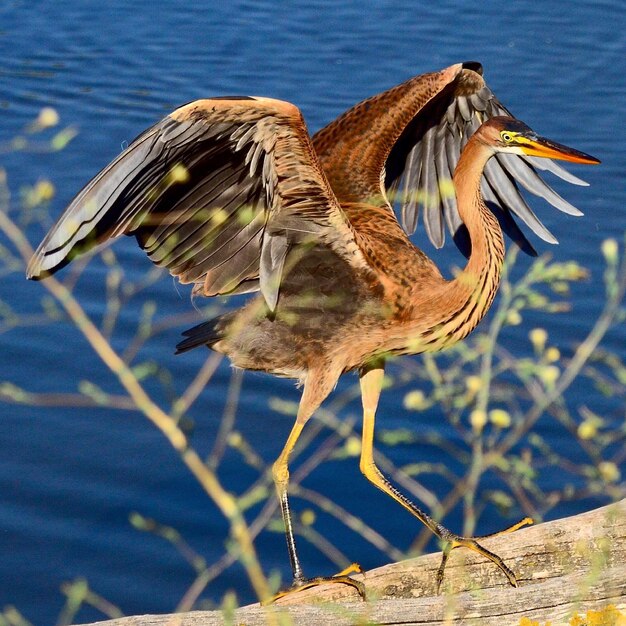 写真 湖の向こうの木の上に座っている鳥のクローズアップ