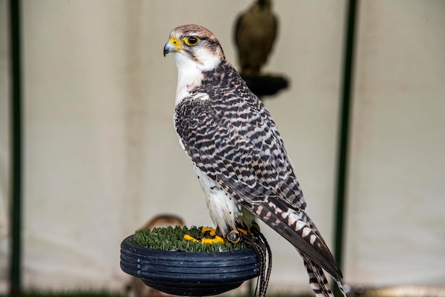 写真 木の上に座っている鳥のクローズアップ