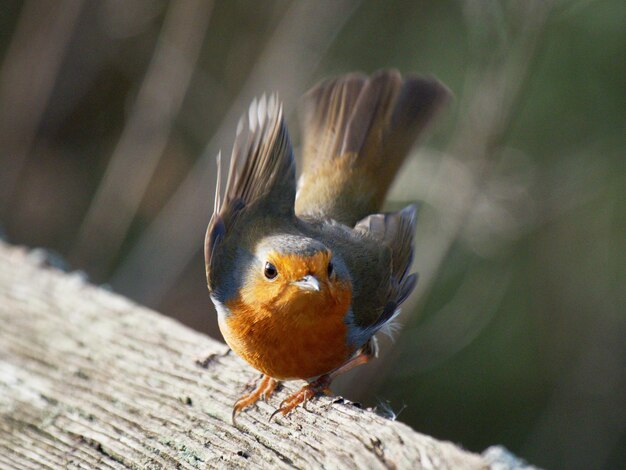 写真 木の上に座っている鳥のクローズアップ