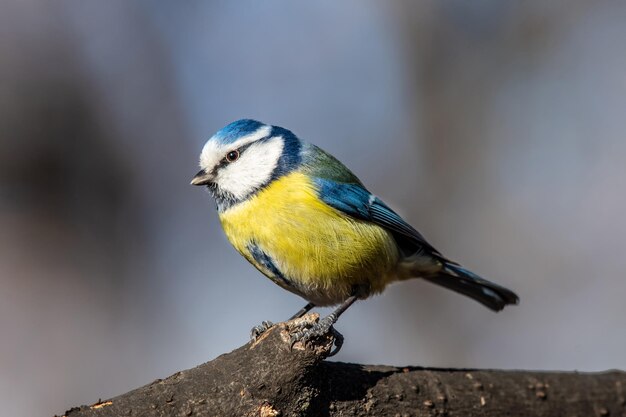 写真 木の上に座っている鳥のクローズアップ