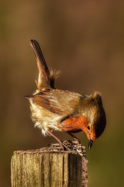 写真 木の上に座っている鳥のクローズアップ