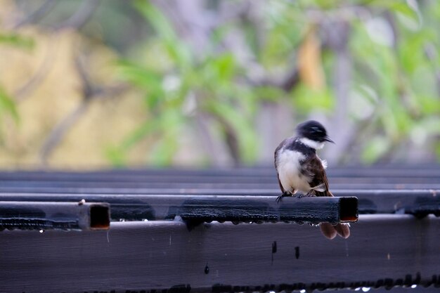 写真 木の上に座っている鳥のクローズアップ