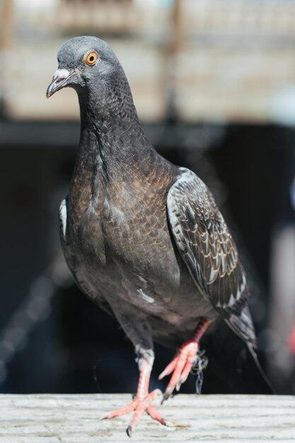 写真 木の上に座っている鳥のクローズアップ