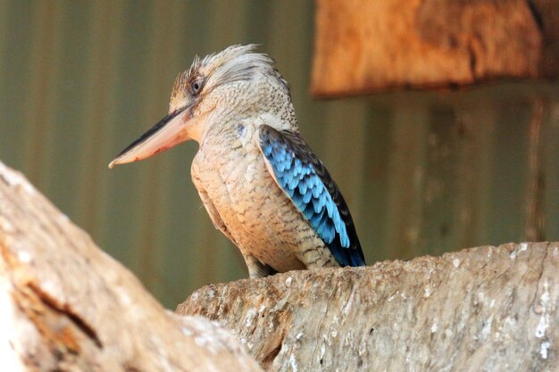 写真 木の上に座っている鳥のクローズアップ