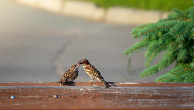 写真 木の上に座っている鳥のクローズアップ