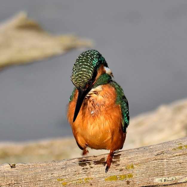 写真 木の上に座っている鳥のクローズアップ