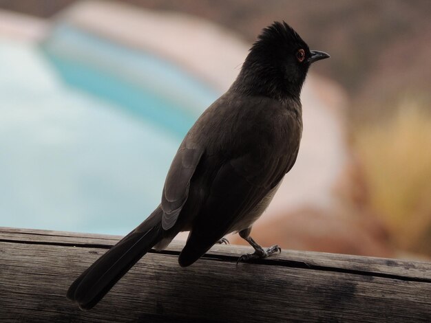 写真 木の上に座っている鳥のクローズアップ