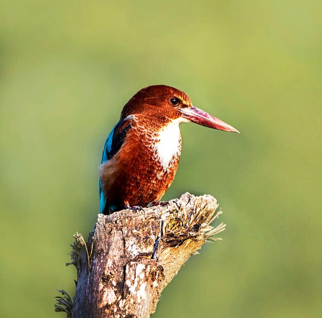 写真 木の上に座っている鳥のクローズアップ