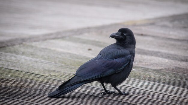 写真 木の上に座っている鳥のクローズアップ