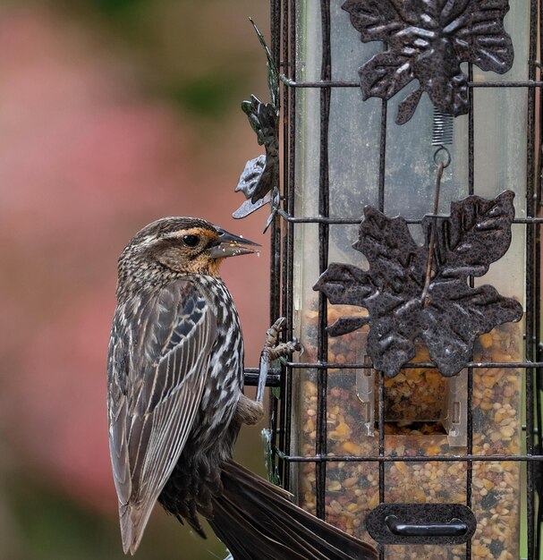 写真 木の上に座っている鳥のクローズアップ