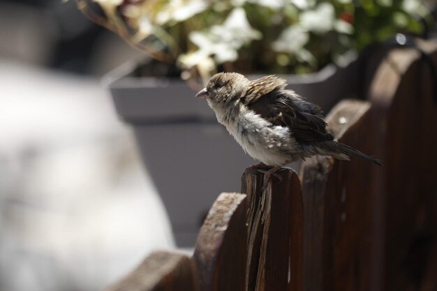 写真 木の上に座っている鳥のクローズアップ