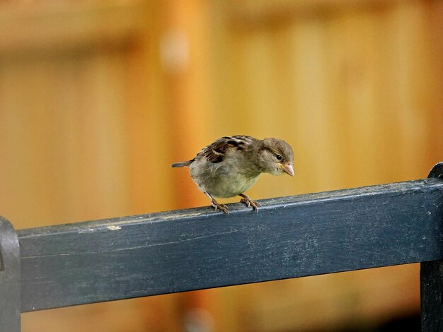 写真 木製のフェンスに座っている鳥のクローズアップ