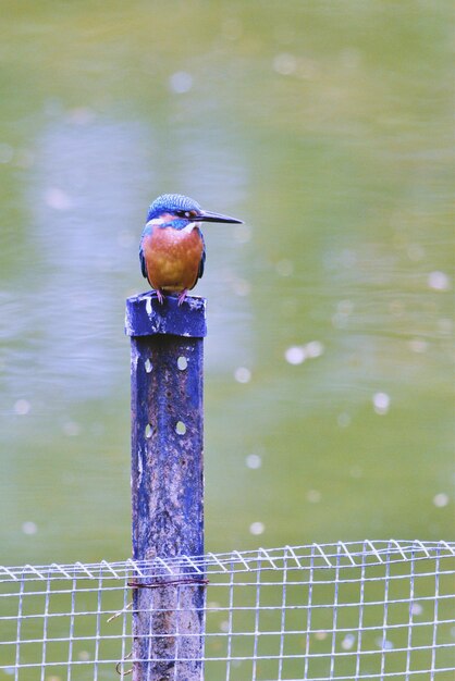 写真 木製の柱に座っている鳥のクローズアップ