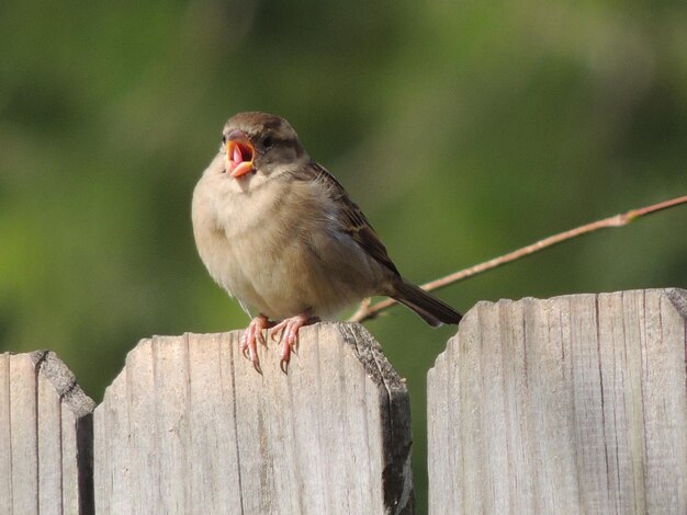 写真 木製のレールに座っている鳥のクローズアップ