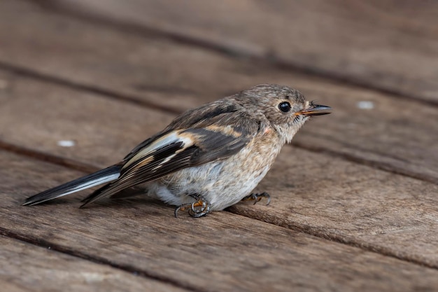 写真 木製のテーブルに座っている鳥のクローズアップ