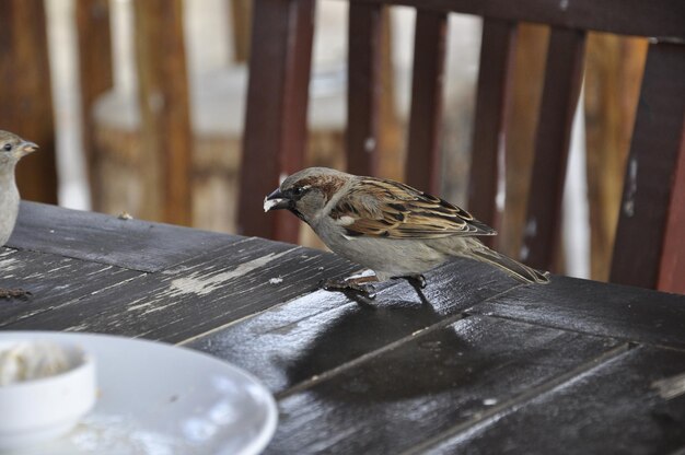 写真 木製のテーブルに座っている鳥のクローズアップ