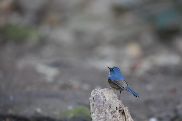 写真 外で座っている鳥のクローズアップ