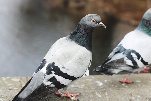 写真 外で座っている鳥のクローズアップ