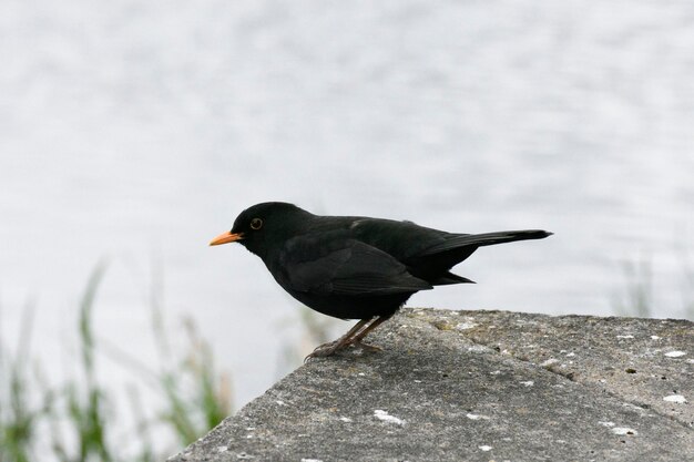 写真 外で座っている鳥のクローズアップ