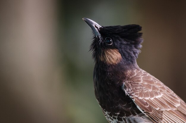 写真 外で座っている鳥のクローズアップ