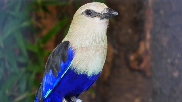 写真 外で座っている鳥のクローズアップ