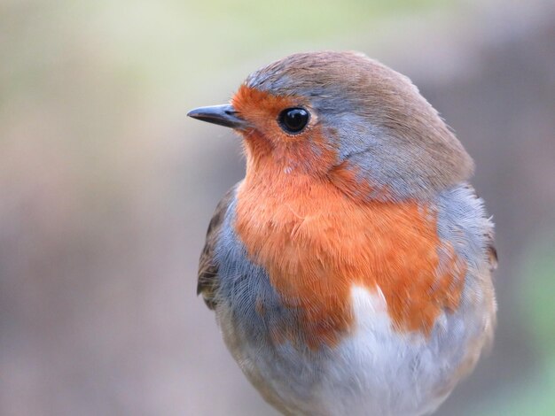 写真 外で座っている鳥のクローズアップ