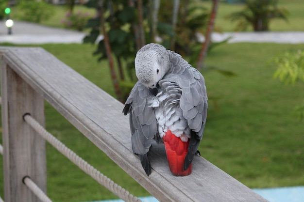 写真 外で座っている鳥のクローズアップ