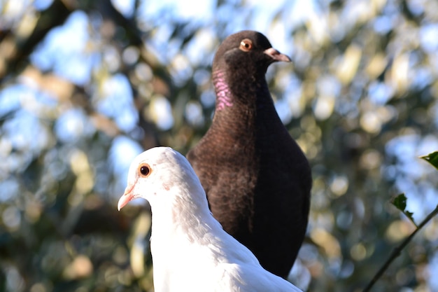 写真 外で座っている鳥のクローズアップ