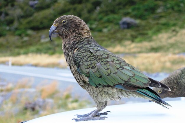 写真 外で座っている鳥のクローズアップ