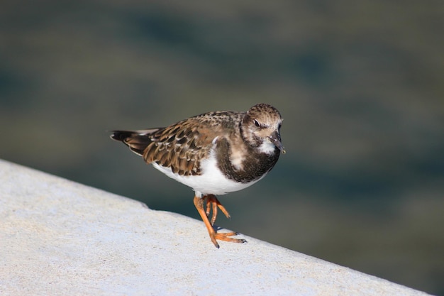 写真 外で座っている鳥のクローズアップ