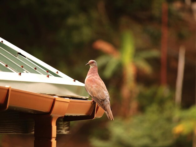 写真 外で座っている鳥のクローズアップ