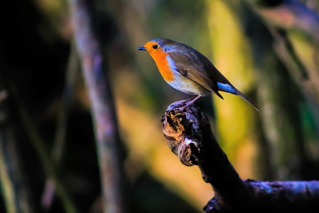 写真 外で座っている鳥のクローズアップ