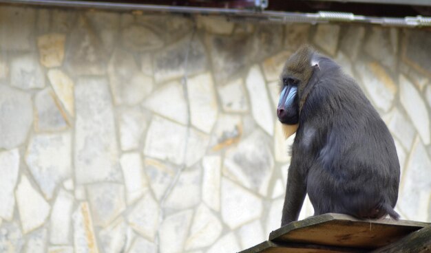 写真 外で座っている鳥のクローズアップ