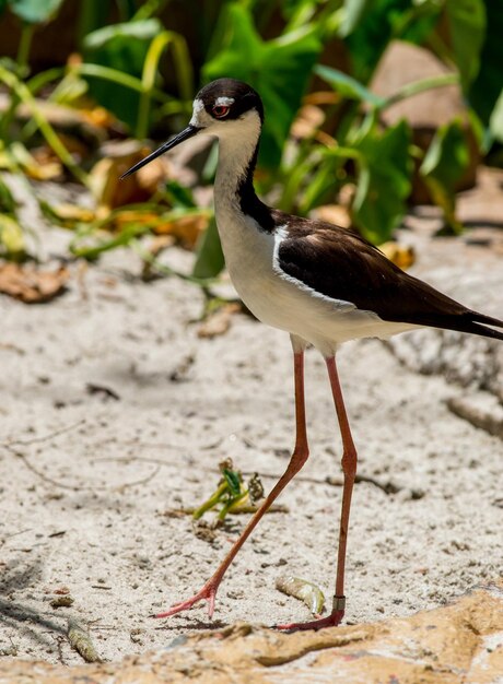 写真 外で座っている鳥のクローズアップ