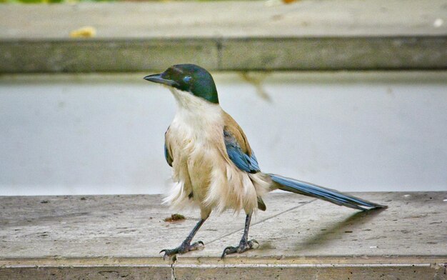 写真 鳥が座っているクローズアップ