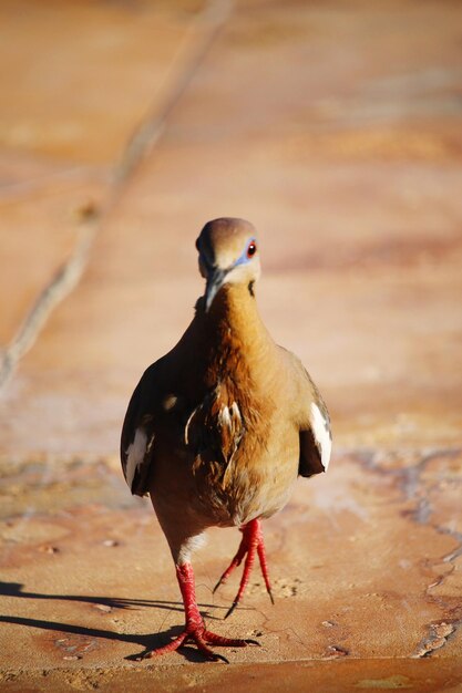 写真 鳥が座っているクローズアップ