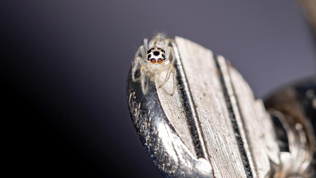 写真 鳥が座っているクローズアップ