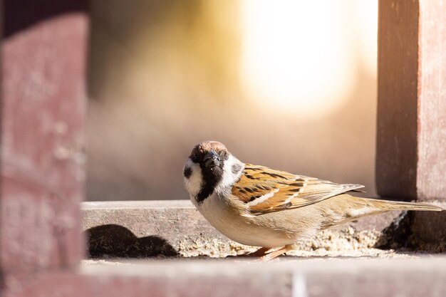 写真 鳥が座っているクローズアップ