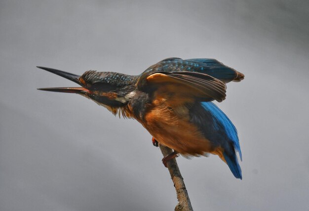 写真 鳥が座っているクローズアップ