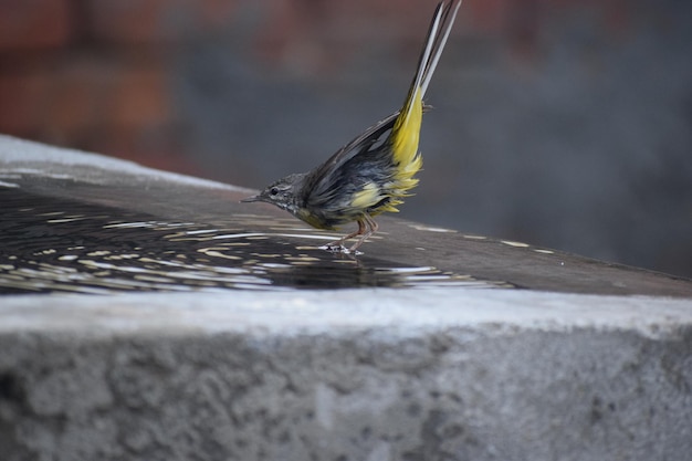 写真 鳥が座っているクローズアップ