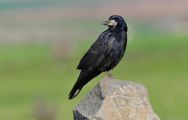 写真 鳥が座っているクローズアップ