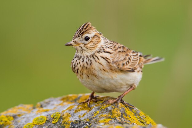 写真 鳥が座っているクローズアップ