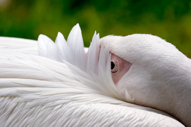 写真 鳥の美容のクローズアップ