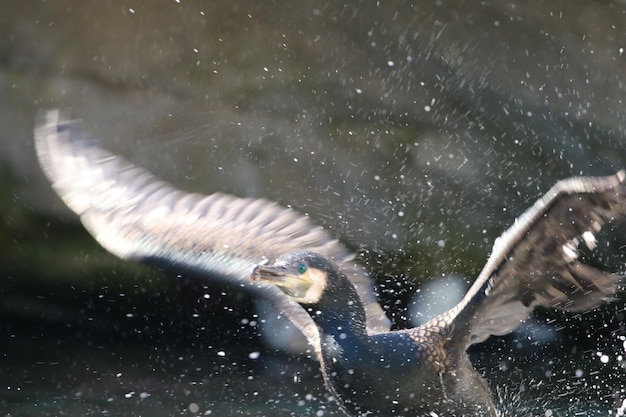 写真 水を噴く鳥のクローズアップ