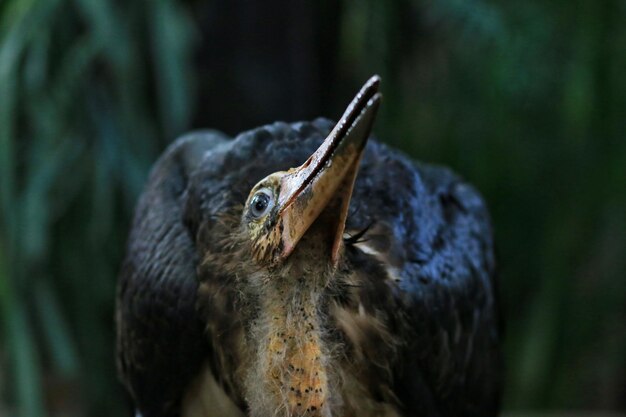 写真 長いくちばしを持つ鳥のクローズアップ